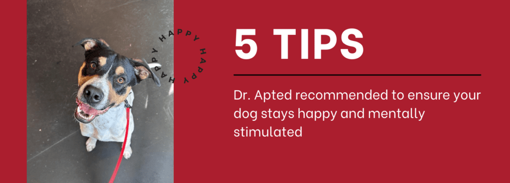 5 Tips for Dog Mental Health