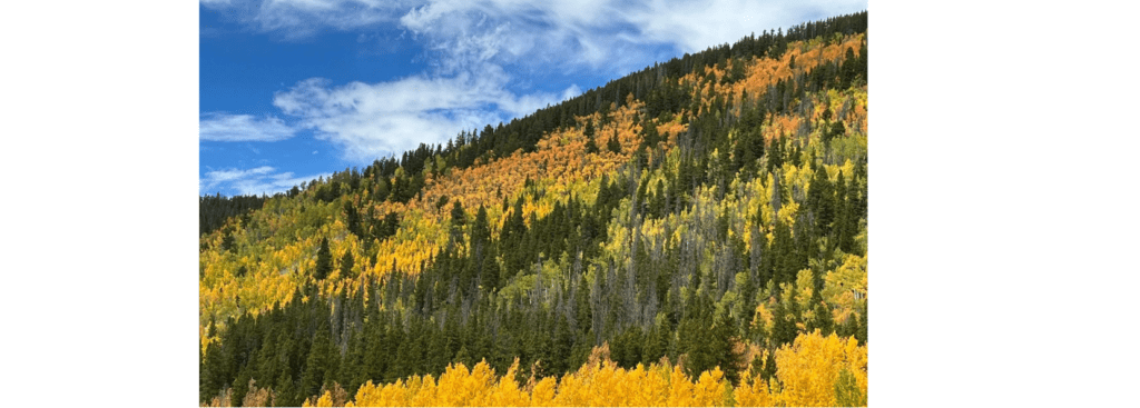 Colorful yellow leaves in French Gulch