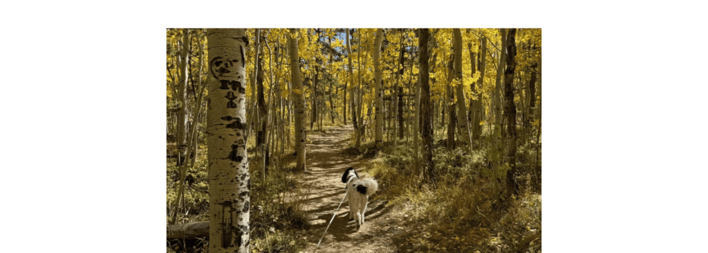 Dog enjoying a tree-lined path of aspens.