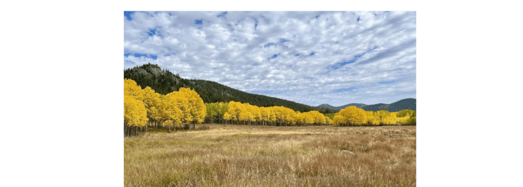 Mule Deer Trail yellow trees and blue skies.