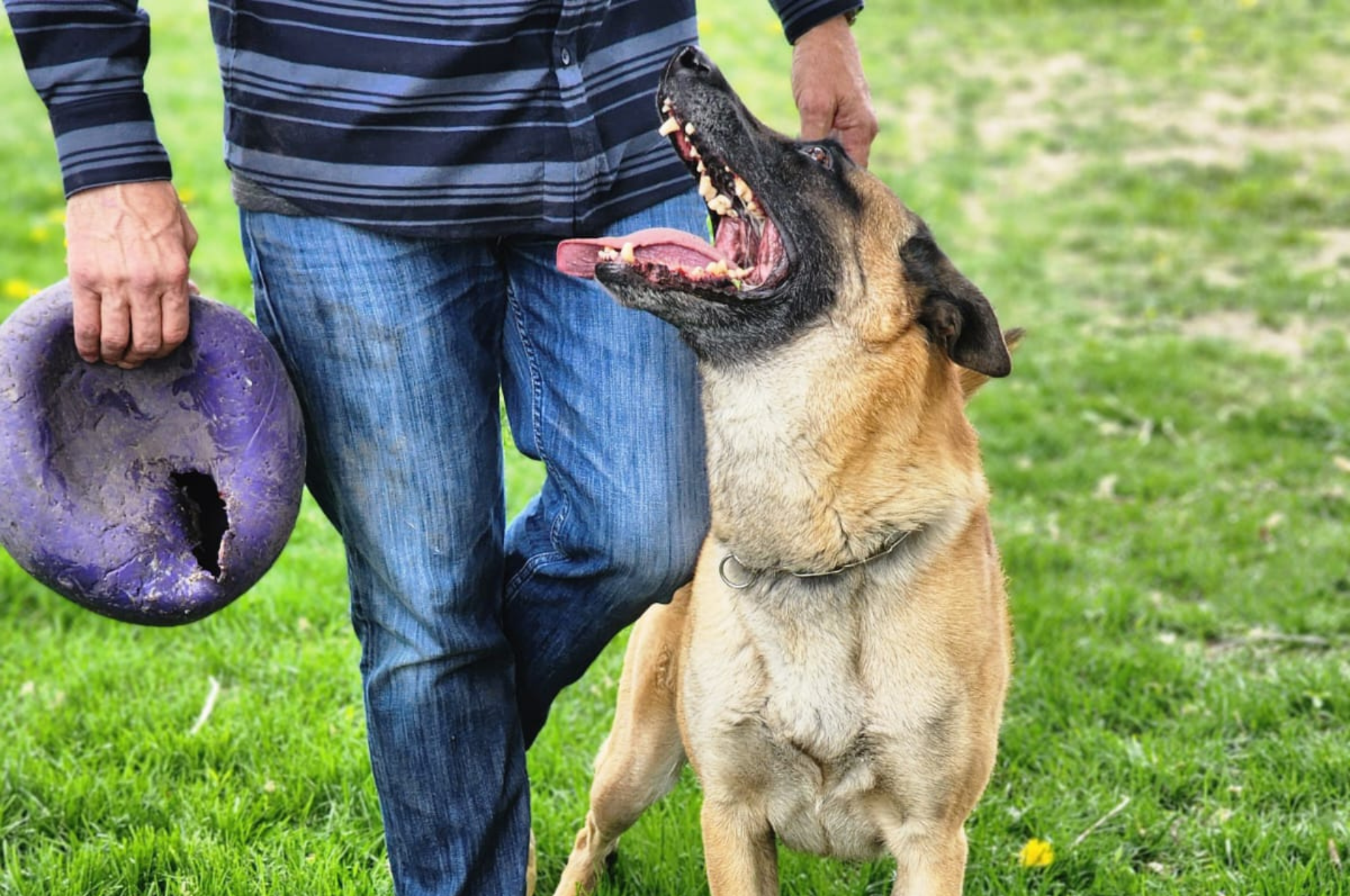 rofessional trainer teaching commands to a dog at a board and train center