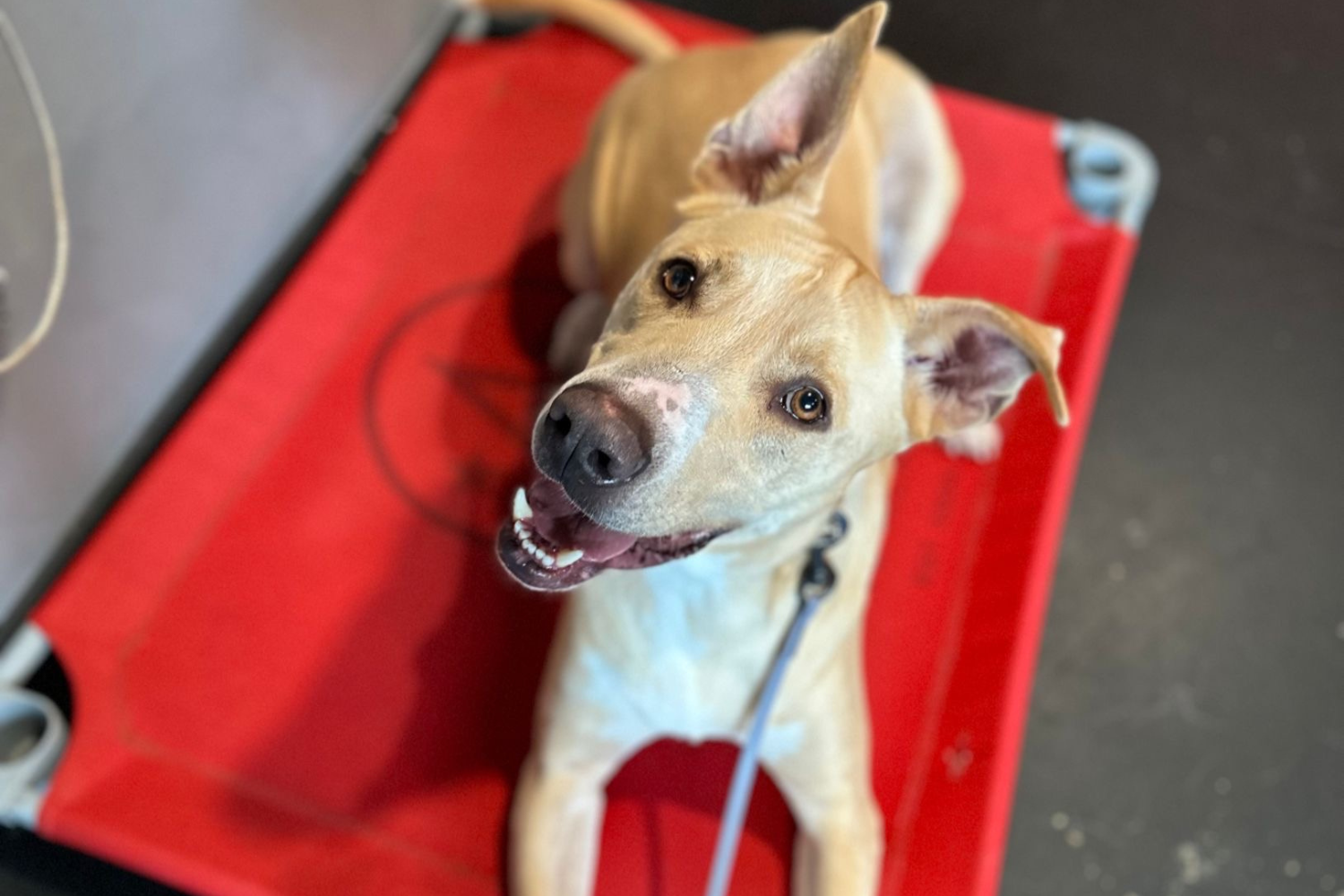 Dog Attending Board and Train Program