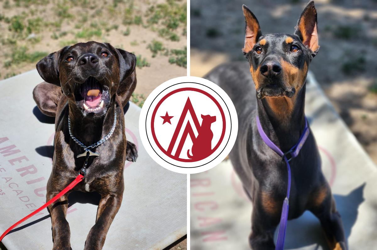 Dogs learning basic commands during a training session.