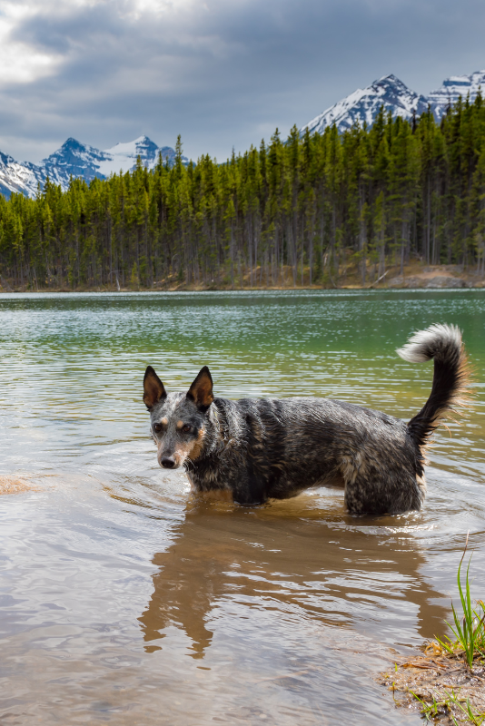 Dog hiking in a lake in Colorado.