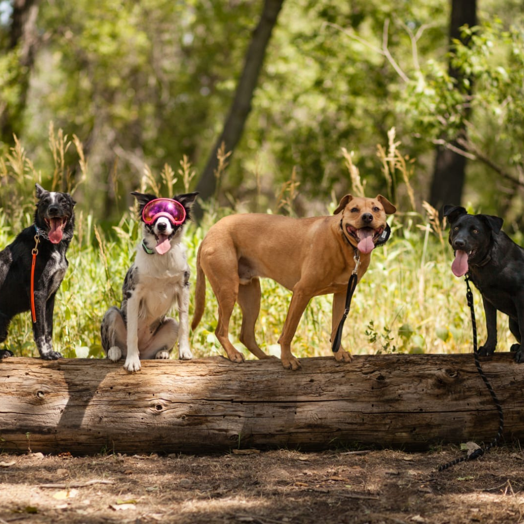 Why Dog Mental Health Deserves More Attention (And 5 Tips to Keep Your Pup Happy and Stimulated)