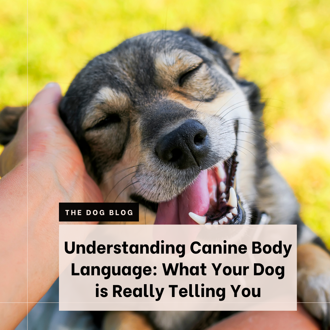 Understanding Dog Body Language: What Your Dog is Really Telling You