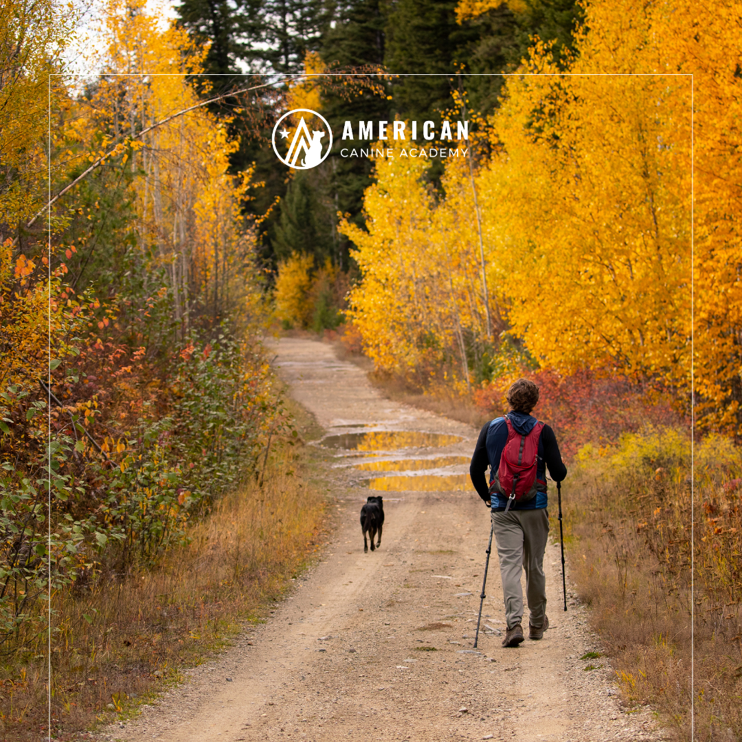 8 Dog-Friendly Hikes Near Denver to See the Fall Leaves