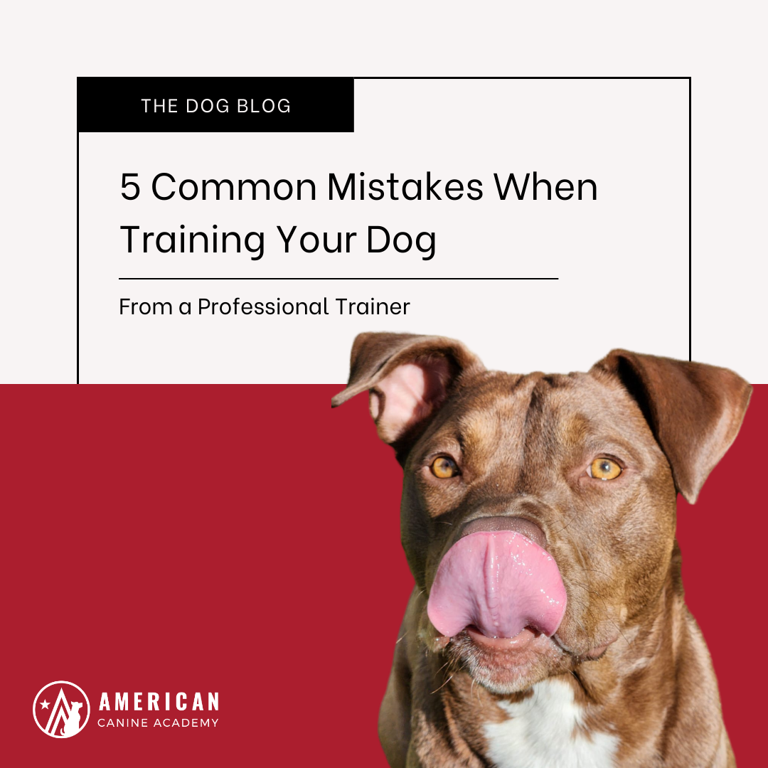 5 Common Dog Training Mistakes