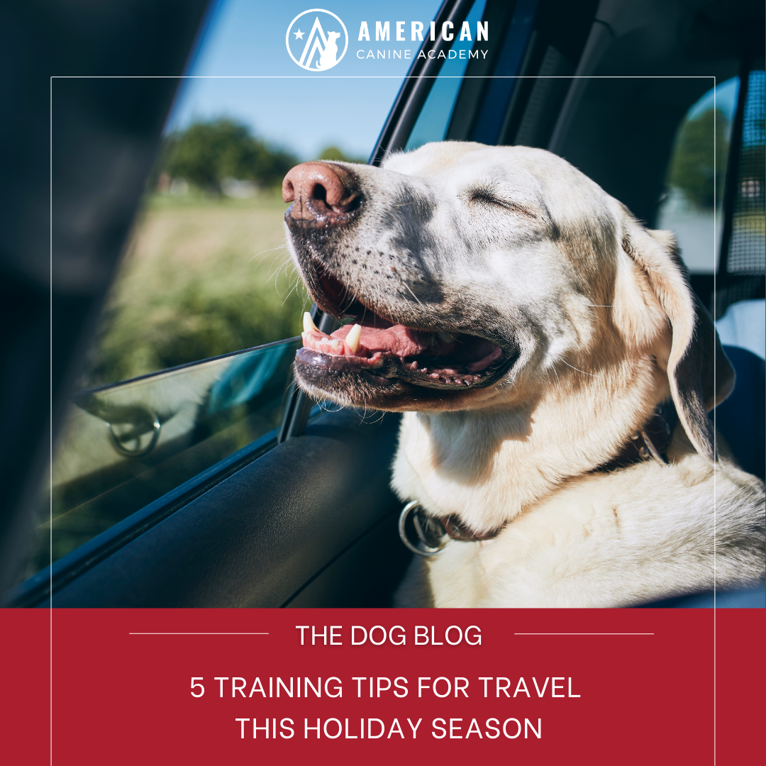 5 Tips to Train Your Dog for Travel This Holiday Season