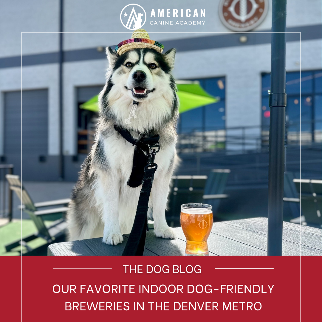 ACA Team’s Favorite Indoor Dog Friendly Breweries