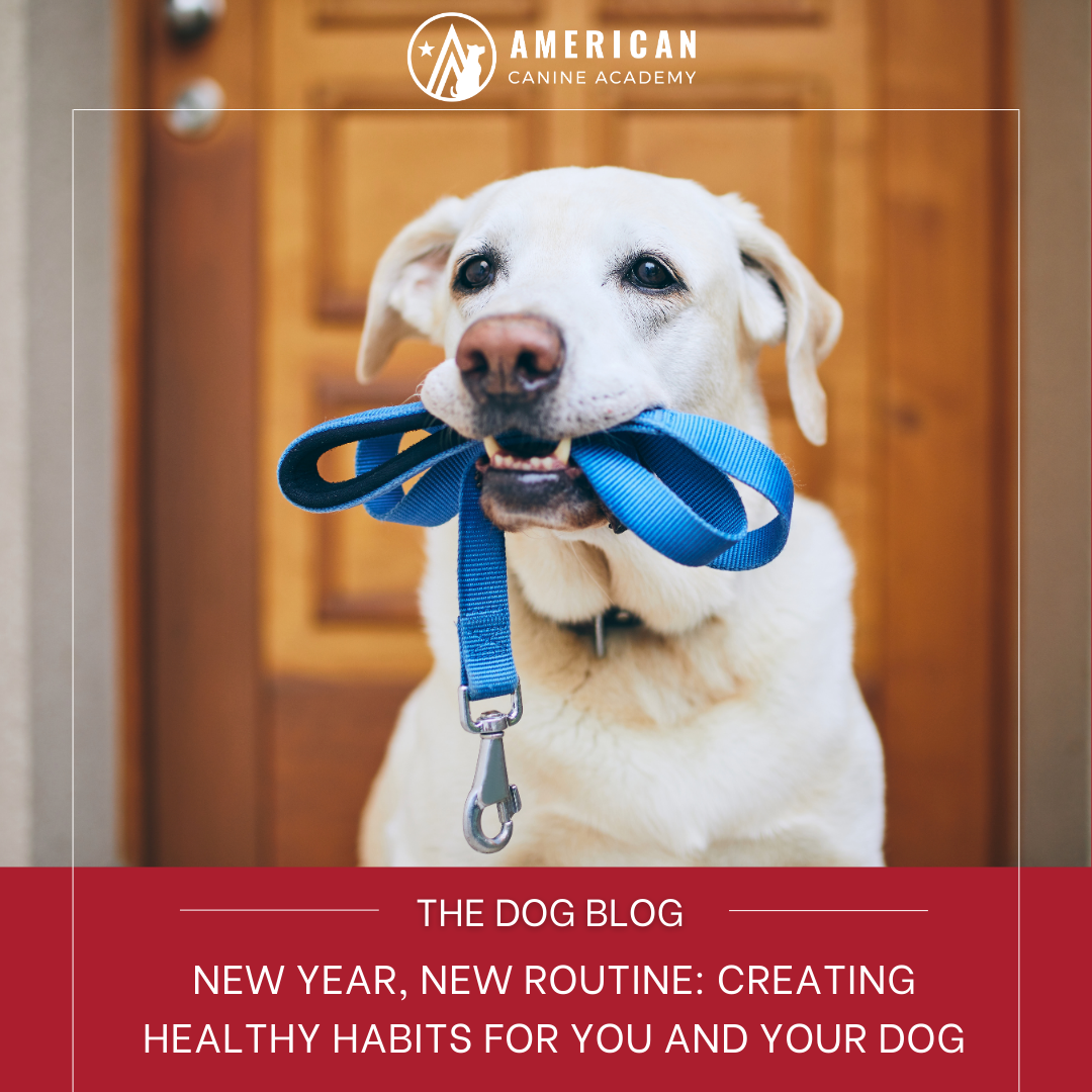 New Year, New Routine: Creating Healthy Habits for You and Your Dog