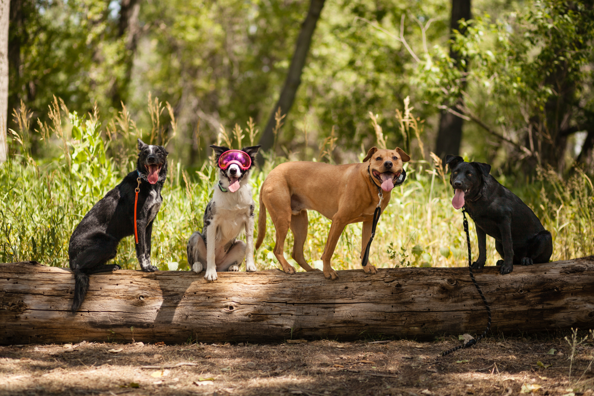 Off-Leash Dog Training in Denver, CO