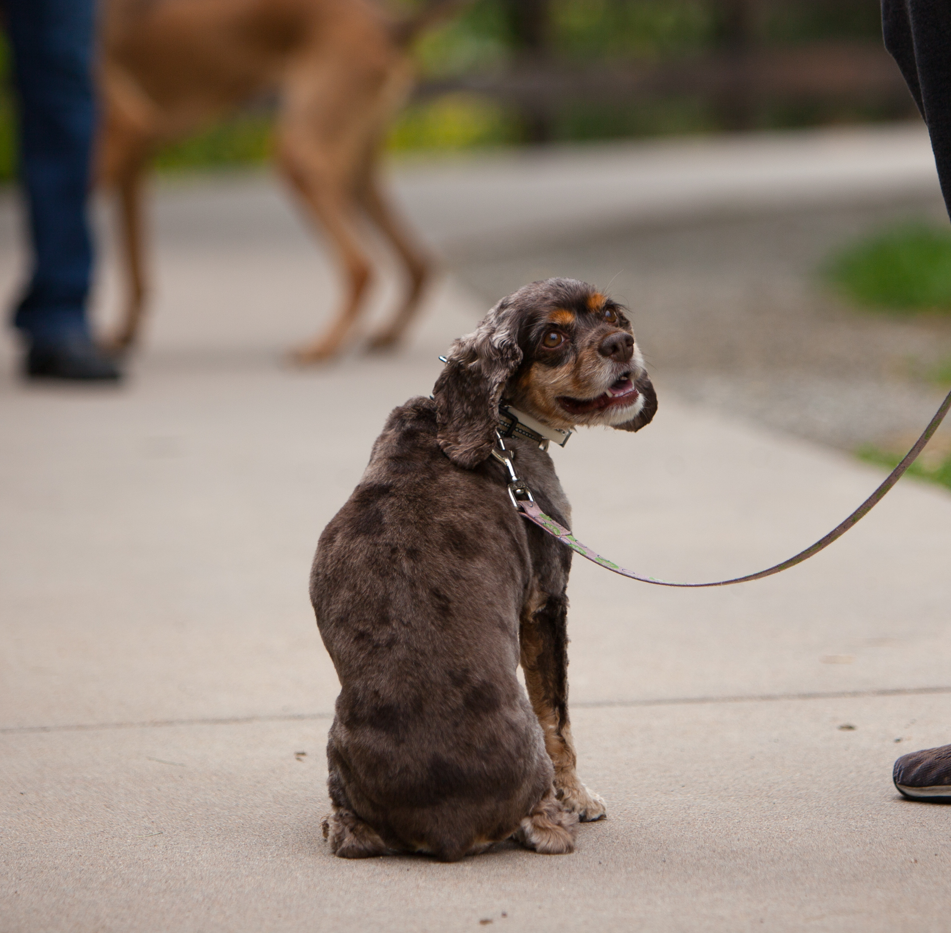 Dog Training in Lone Tree, CO