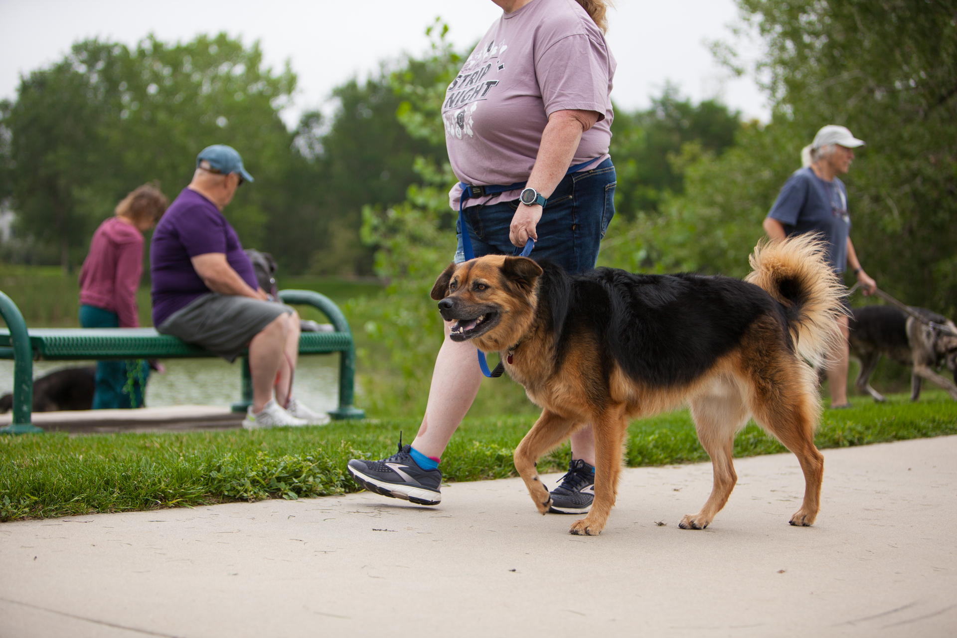 Dog Training Pack Walk in Boulder, CO