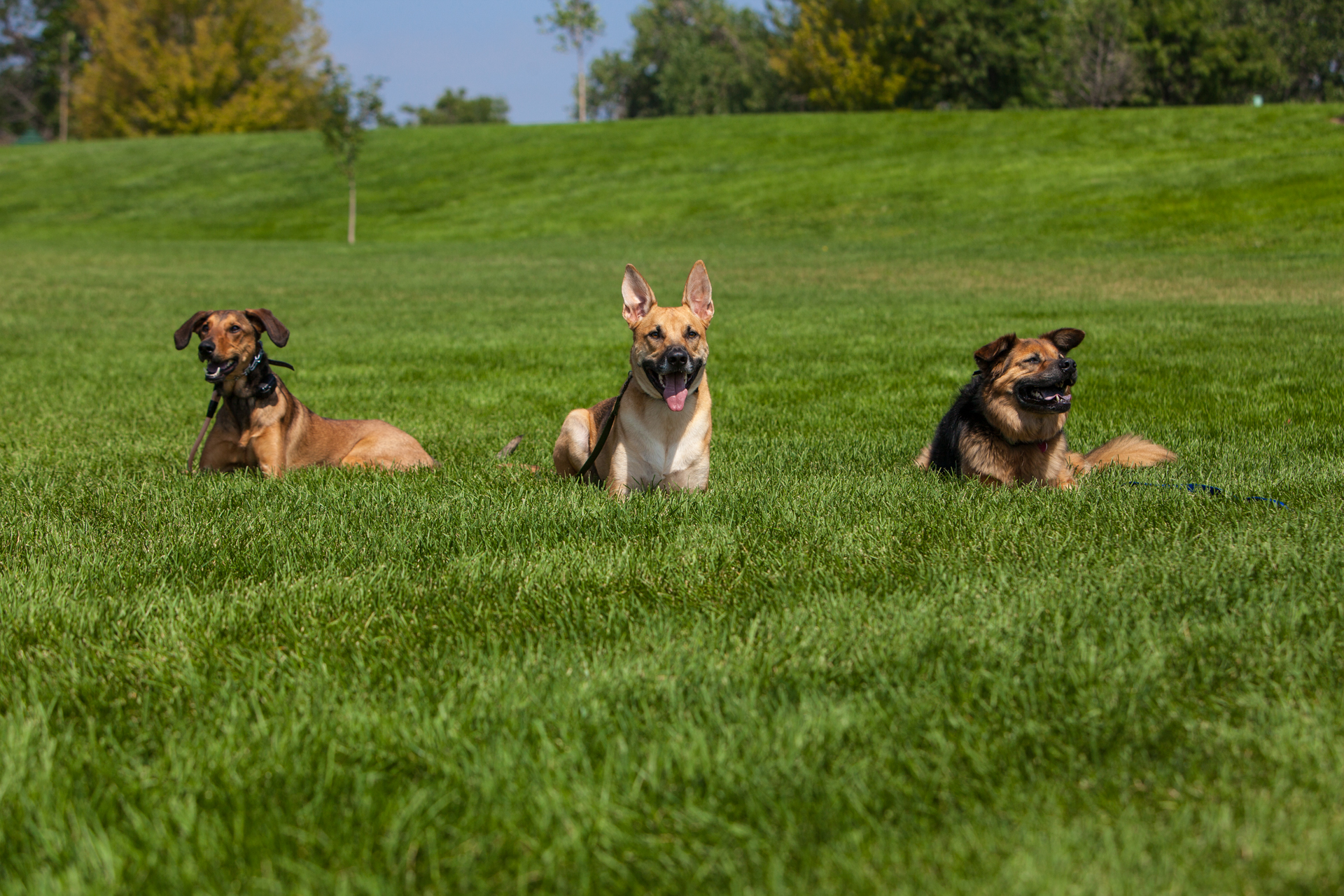 Off-Leash Dog Training in Cherry Hills, CO